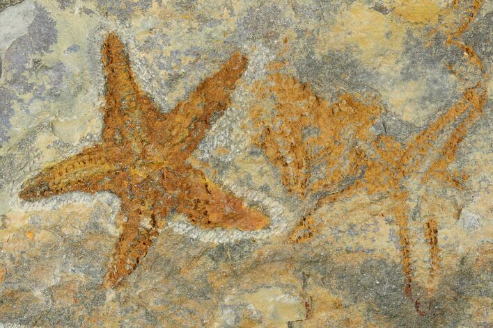Ordovician Starfish (Petraster?) Fossil - Morocco #175284